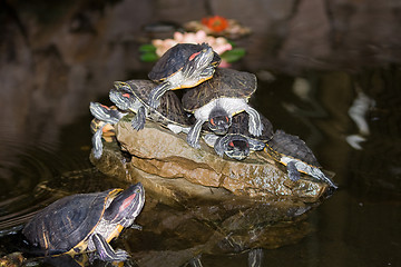 Image showing Turtles on the stone in water