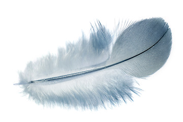 Image showing Feather