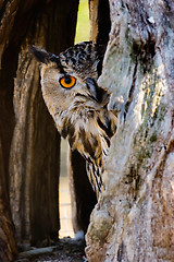 Image showing eagle-owl