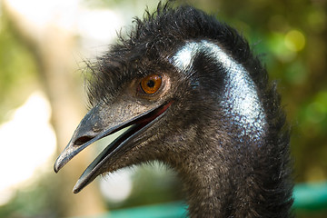 Image showing ostrich