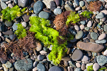 Image showing sea beach texture