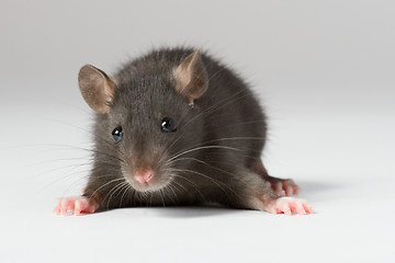 Image showing rat