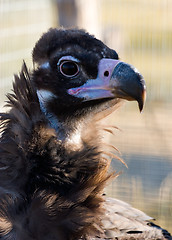 Image showing Black vulture