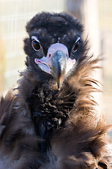 Image showing Black vulture