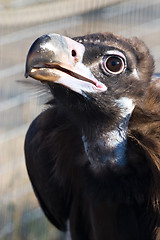 Image showing Black vulture