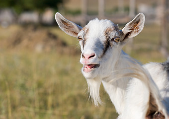 Image showing goat