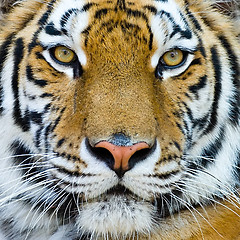 Image showing tiger