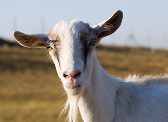Image showing portrait of a goat