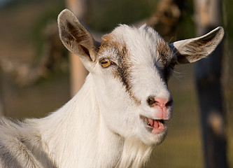 Image showing portrait of a goat