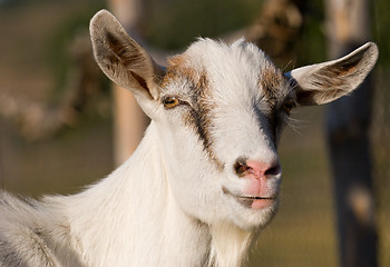 Image showing goat