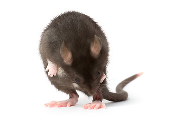 Image showing rat