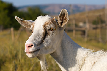 Image showing goat