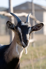 Image showing goat