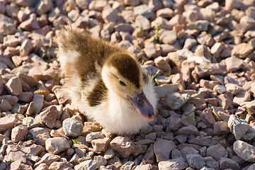 Image showing duckling