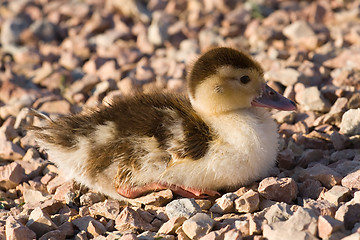 Image showing duckling