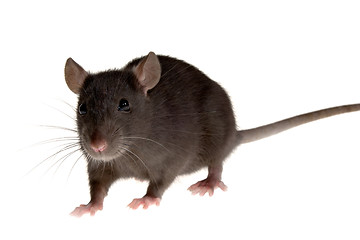 Image showing rat