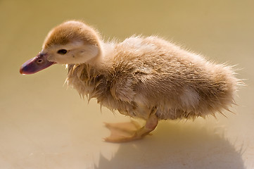 Image showing duckling
