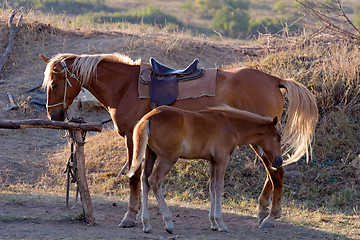 Image showing horses