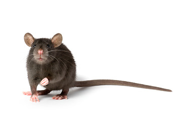 Image showing rat