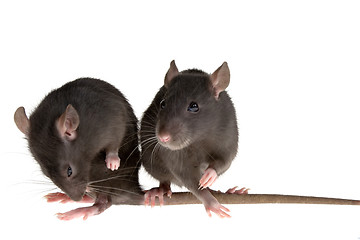 Image showing two rats