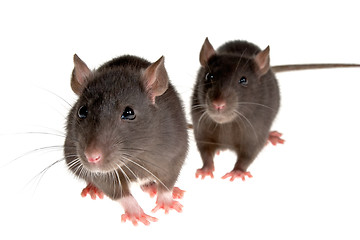 Image showing two rats