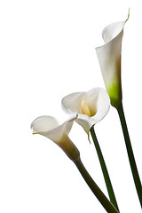 Image showing three calla lilies