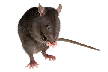 Image showing rat