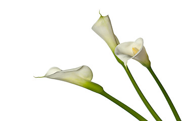 Image showing three calla lilies