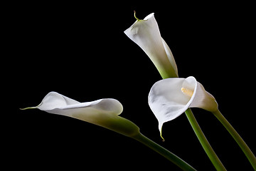 Image showing three calla lilies