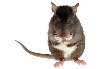 Image showing rat