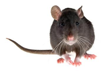 Image showing rat