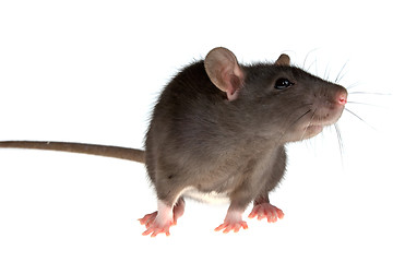 Image showing rat