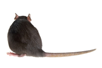 Image showing rat's back