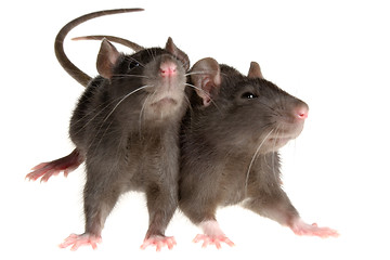 Image showing two rats