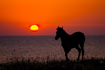 Image showing horse silhouette on sunset