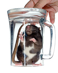 Image showing rat under glass