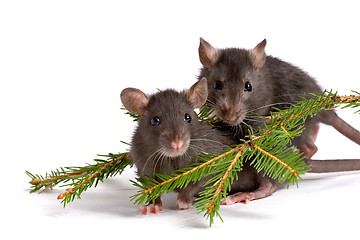 Image showing two rats