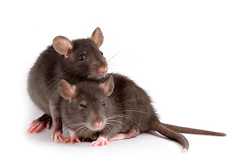 Image showing two rats