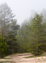 Image showing foggy forest