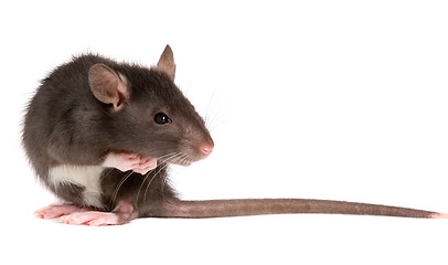 Image showing rat