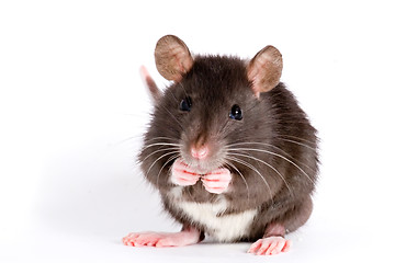 Image showing rat