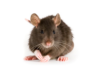 Image showing rat