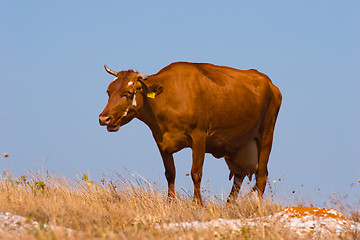 Image showing cow