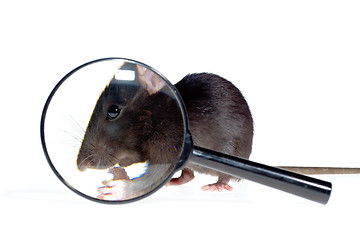 Image showing magnifying glass focused on rat's nose