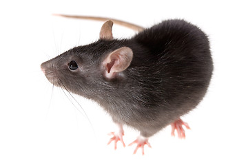 Image showing rat