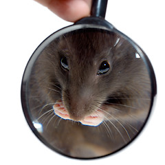 Image showing magnifying glass focused on rat's nose