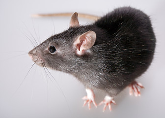 Image showing rat