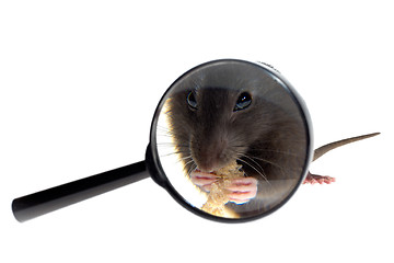 Image showing magnifying glass focused on rat's nose