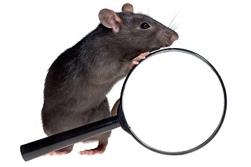 Image showing funny rat and magnifying glass