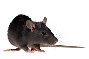 Image showing small rat